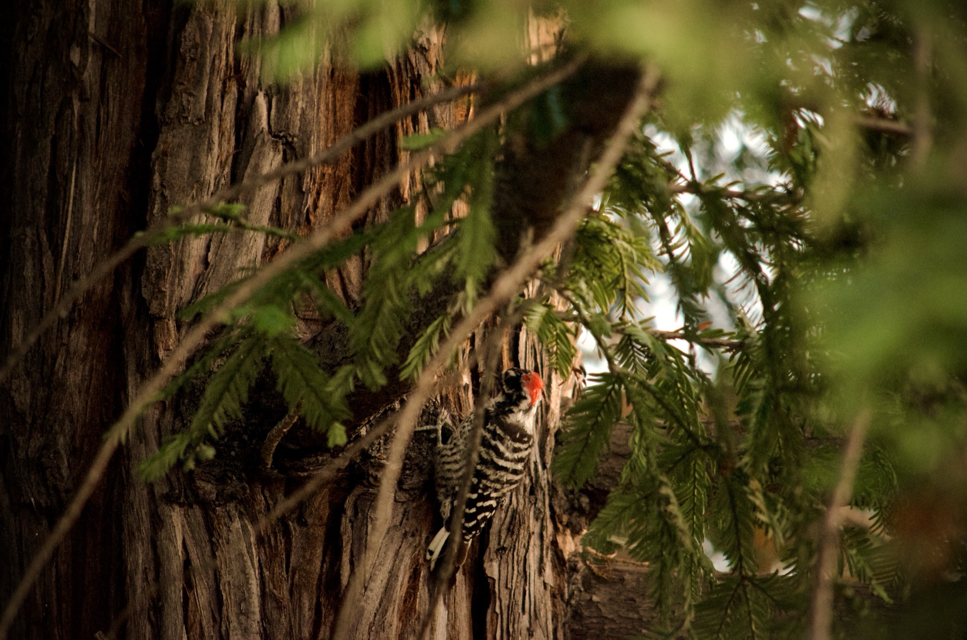 Red-headed woodpecker clinging to a tree trunk