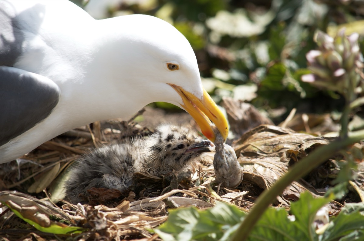 Seagull feeding its chick in a nest